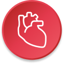 Icon of an anatomically correct heart